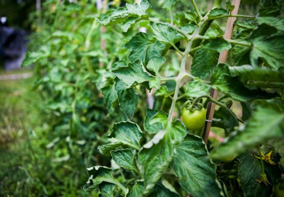 ¿Cómo cambiamos al agronegocio por alimento y trabajo?