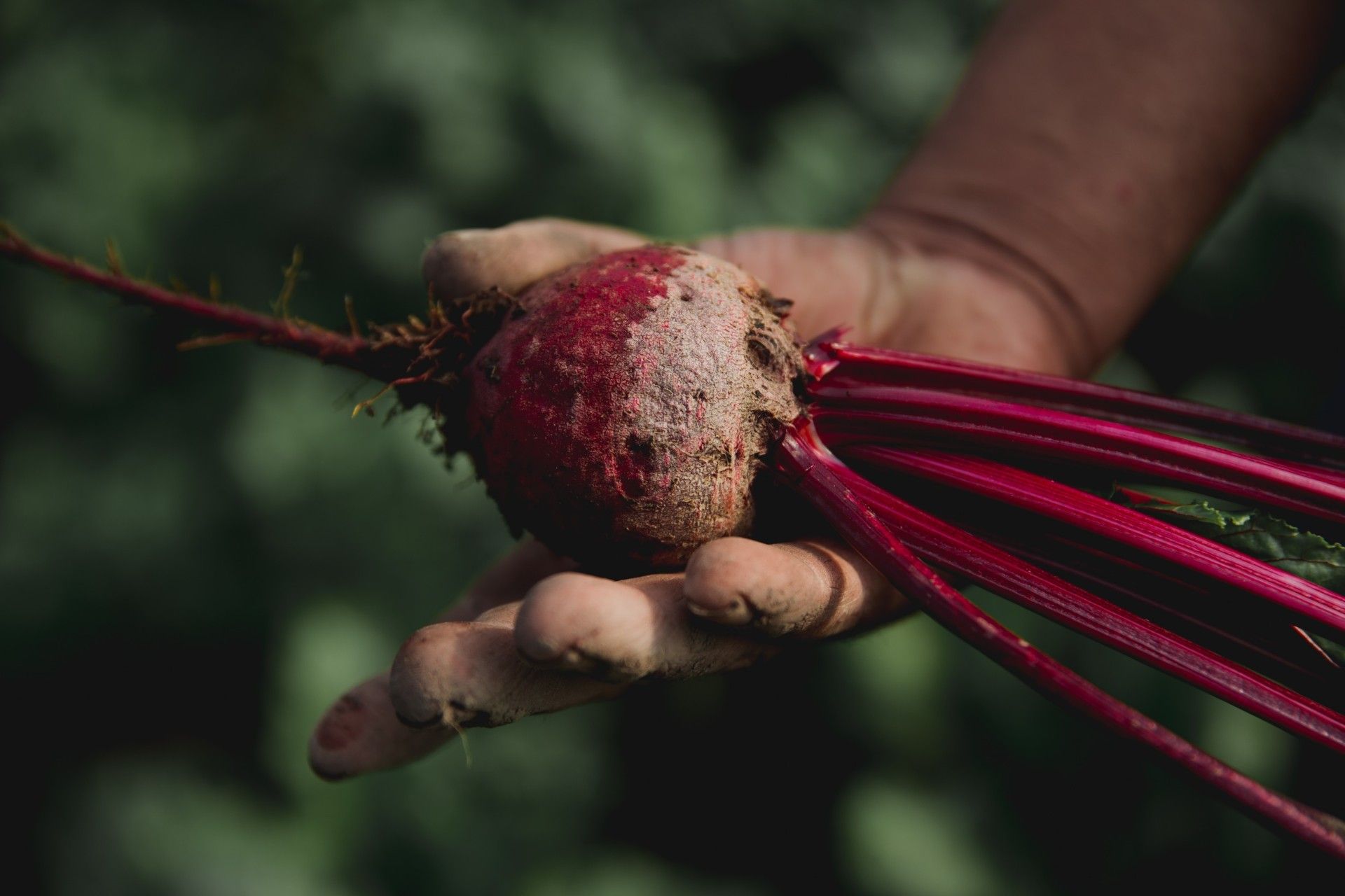 Remolacha agroecológica.