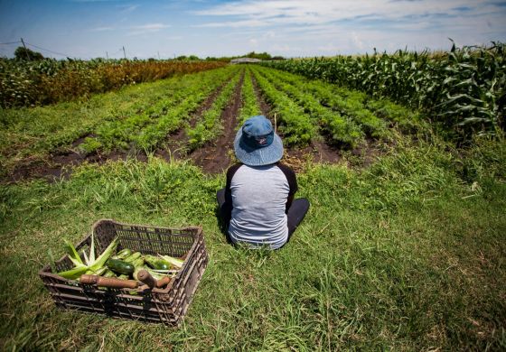 Carta abierta al Presidente del campo que alimenta