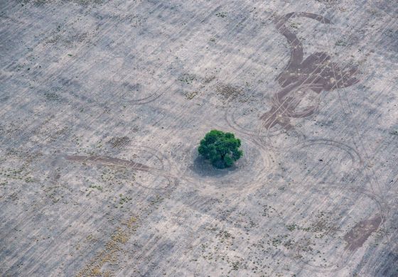 Matar al mundo: Chaco, el desmonte amazónico que sufre Argentina