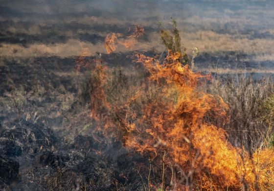 Corrientes, la guerra contra la naturaleza