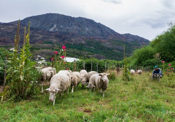 La ruta popular de los alimentos