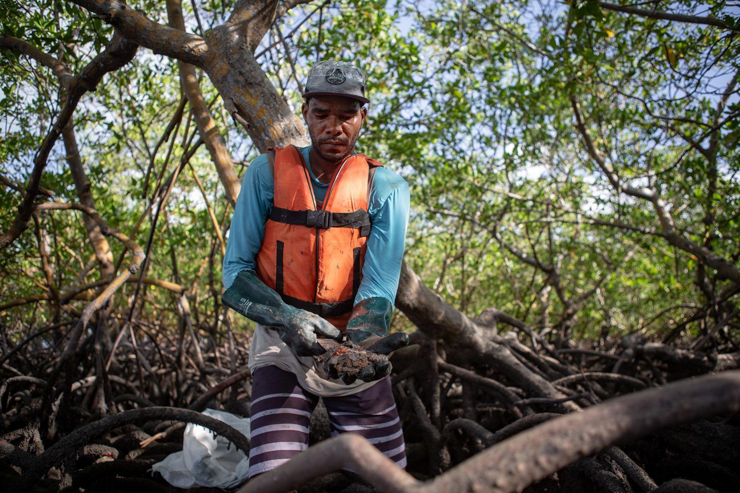 Vandecio Sebastião Santana limpia manualmente el crudo de los manglares en el estuario del río Massangana, estado de Pernambuco (Brasil). Crédito: Léo Malafaia/Diálogo Chino