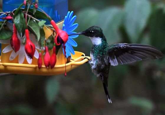COP 15 sobre Biodiversidad: la naturaleza en crisis