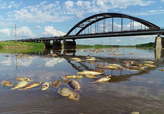 Los peces más contaminados y depredados del mundo