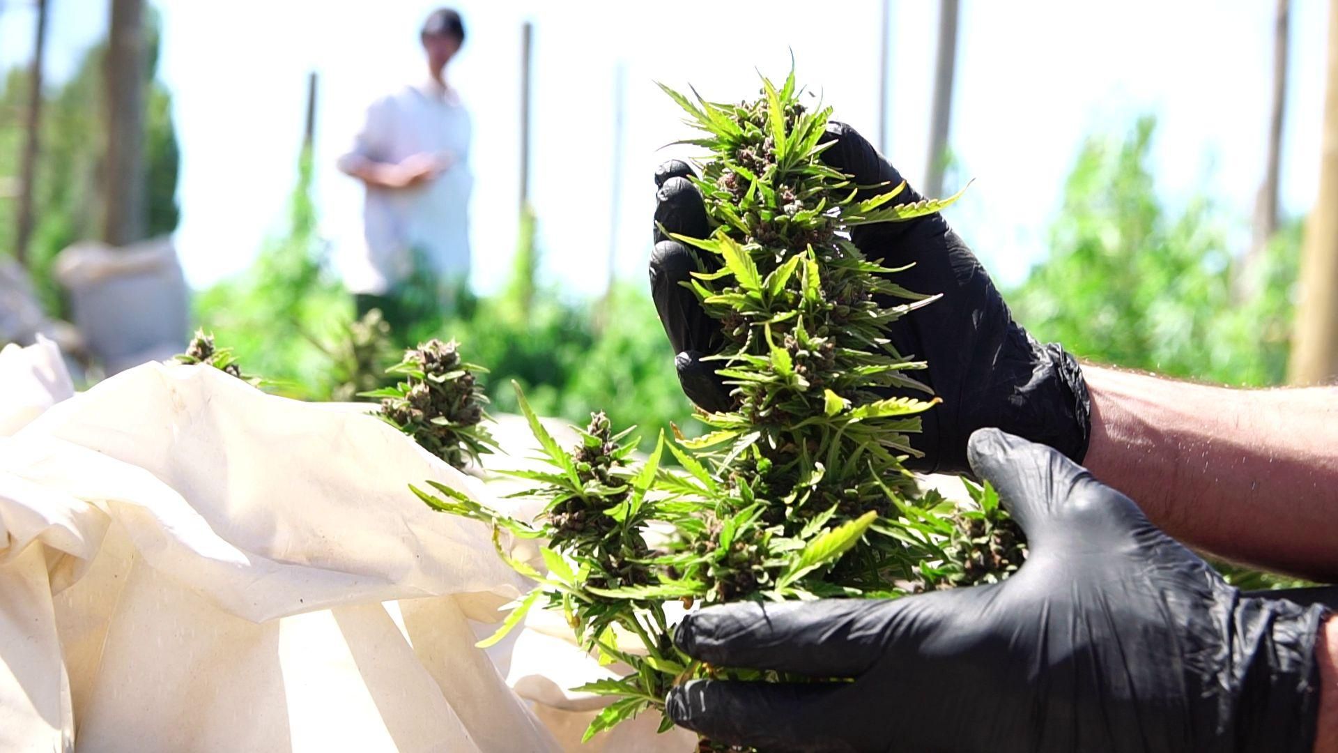 Un banquete de cannabis