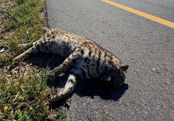 Rutas que matan: la deuda pendiente con la fauna silvestre en Córdoba